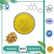 Natural Scutellaria Baicalensis Extract 98% Baicalein